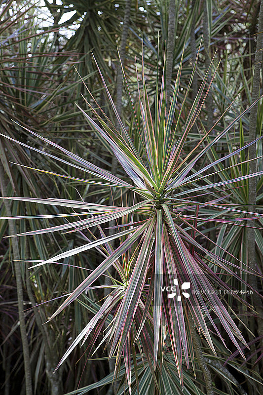 巴西花园中的马达加斯加龙血树图片素材