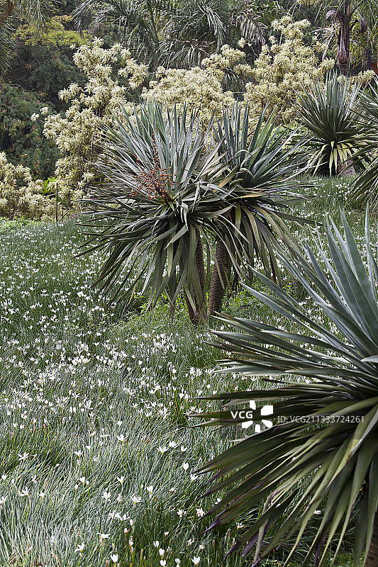 巴西花园中的龙血树和雨百合图片素材