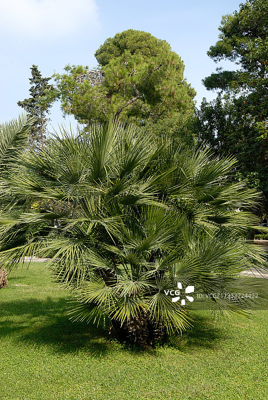 欧洲扇叶棕榈在花园里图片素材