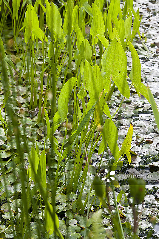 花园池塘中的射手座图片素材