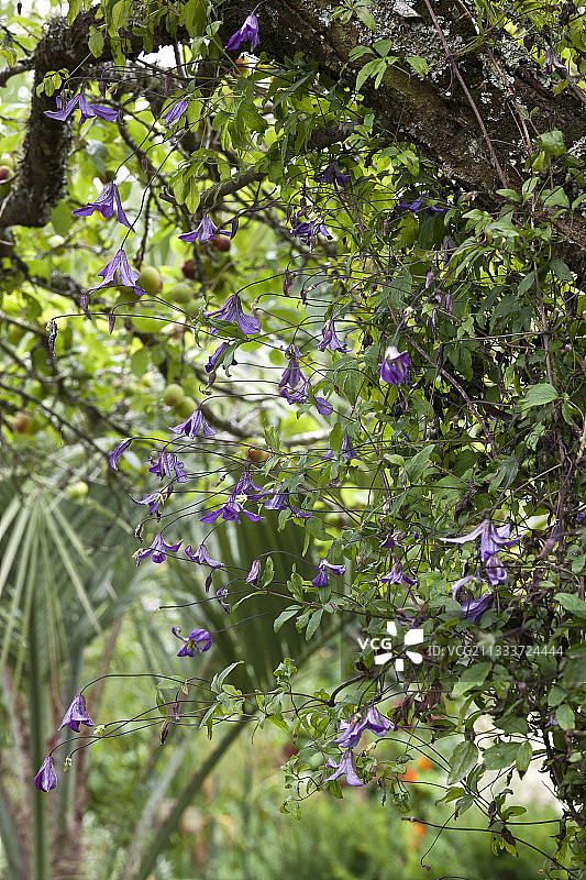 花园中盛开的铁线莲图片素材