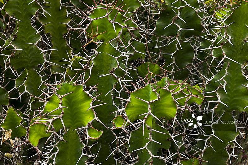 加那利群岛兰萨罗特岛上的仙人掌细节图片素材