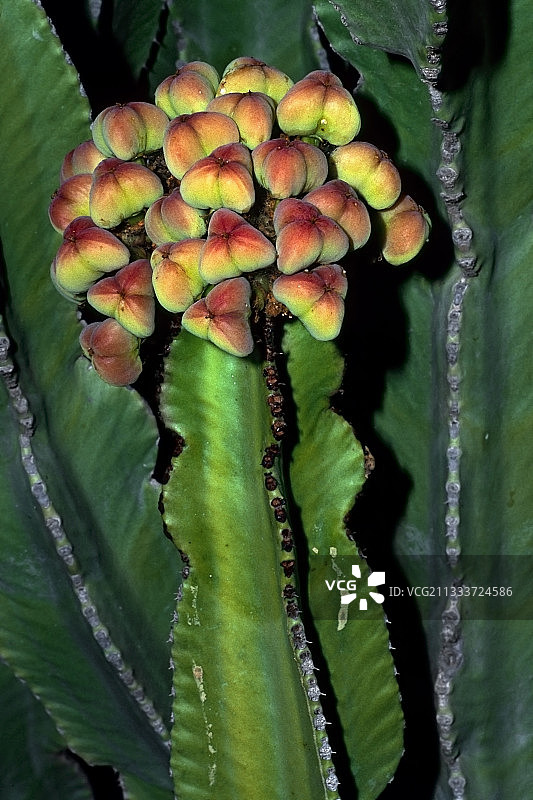 加那利群岛结果的多肉植物大戟图片素材