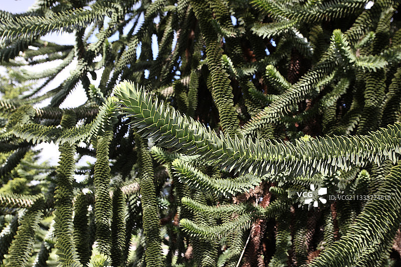 英国伦敦春天的猴子树图片素材