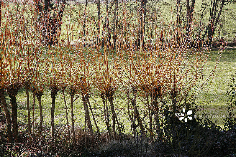 花园里的春季柳树图片素材