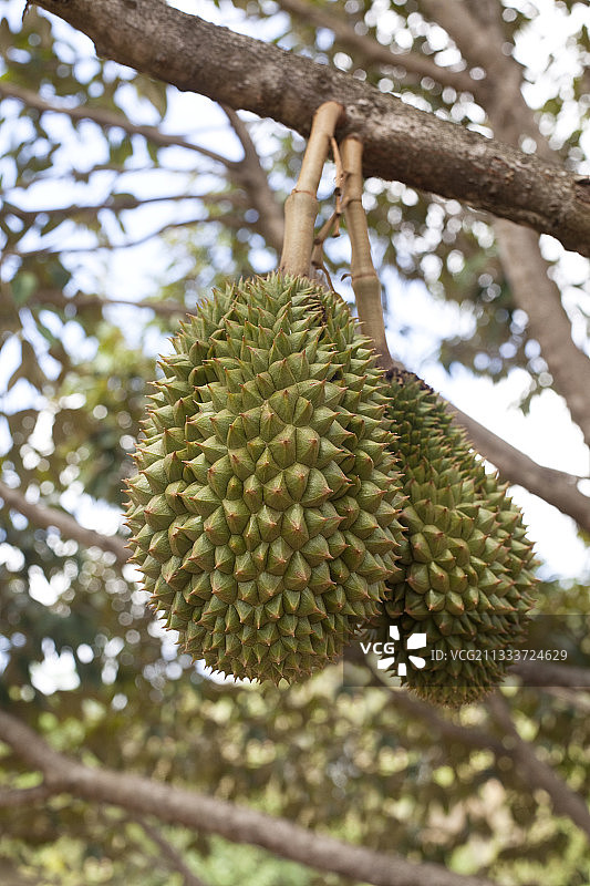 柬埔寨贡布的树上榴莲图片素材