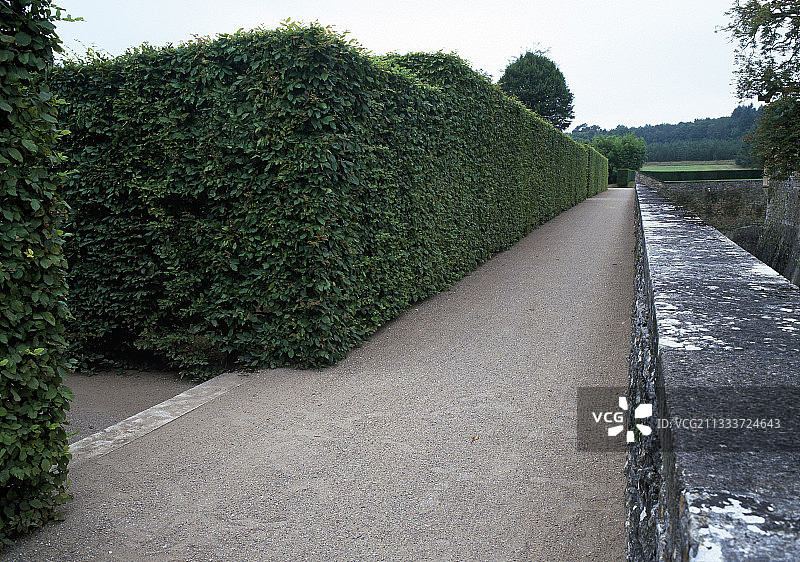 花园里的鹅耳枥树篱图片素材
