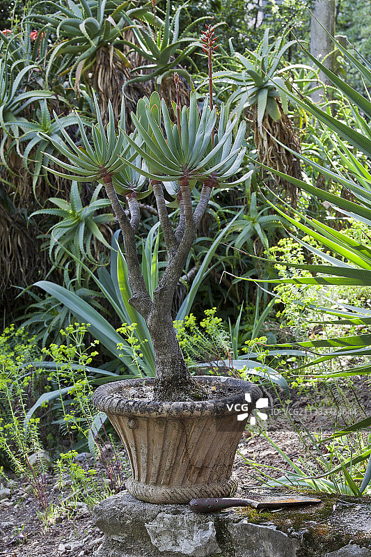 花园中的盆栽箭筒树图片素材