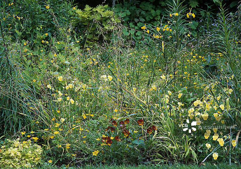 金色木小米图片素材