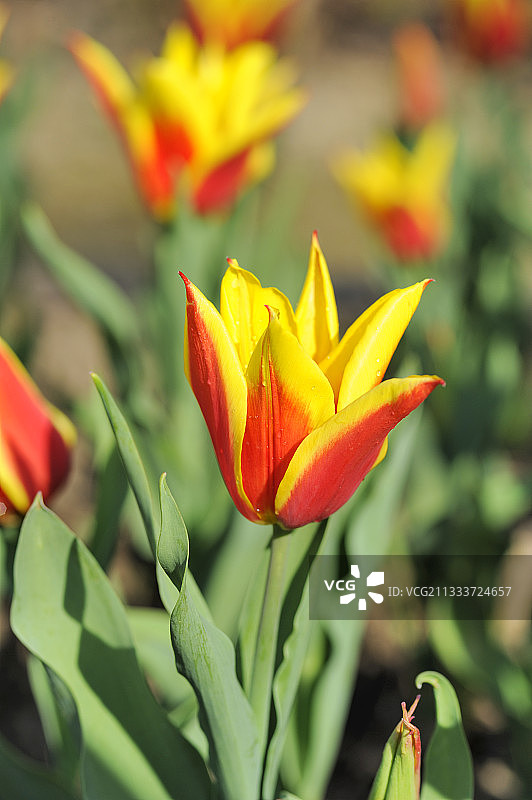 法国郁金香品种“Synadea King”图片素材