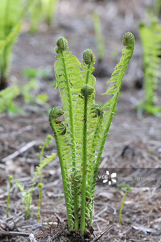 水生蕨类植物，法国图片素材