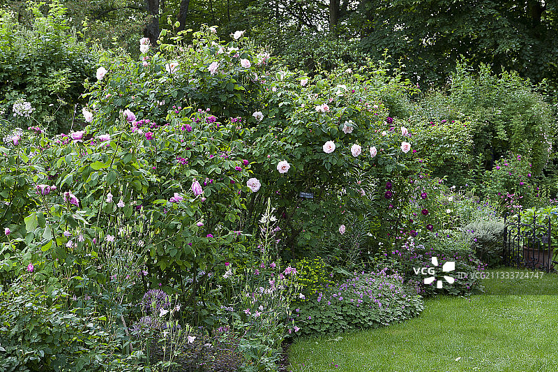 Rosa damascena 'Rose de Rescht' <br> Rosa x Moderne 'Fritz Nobis' <br> Rosa Gallica '告诉我我是谁图片素材