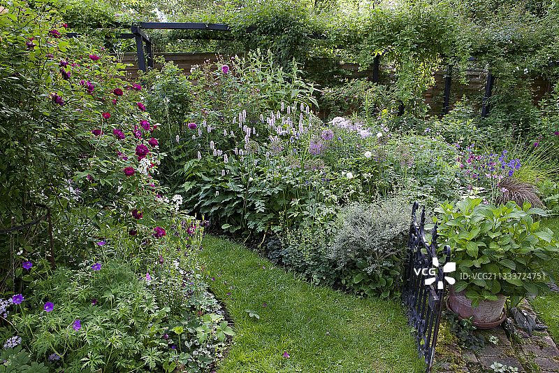 玫瑰树“我是你的”在花园里盛开图片素材