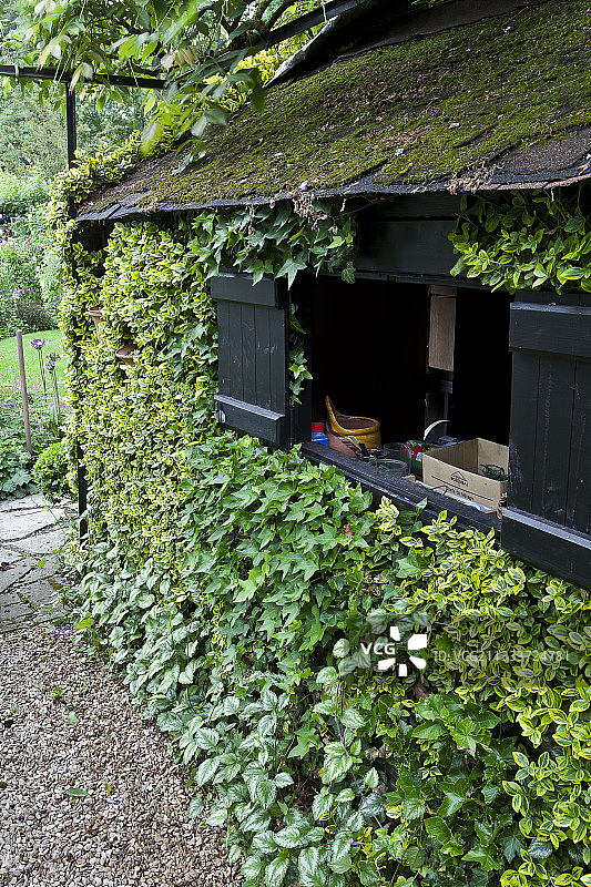 花园棚屋上的冬季蔓生植物“翡翠金”和常春藤图片素材