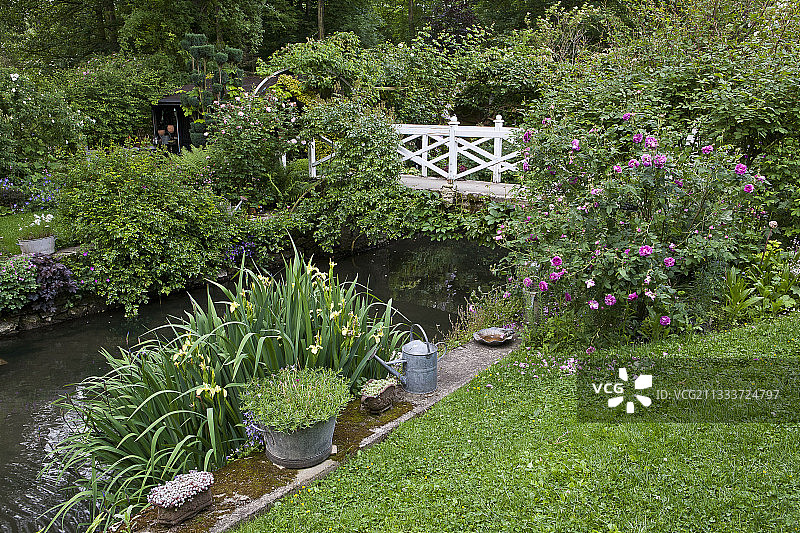 小丑鸢尾花和玫瑰树图片素材