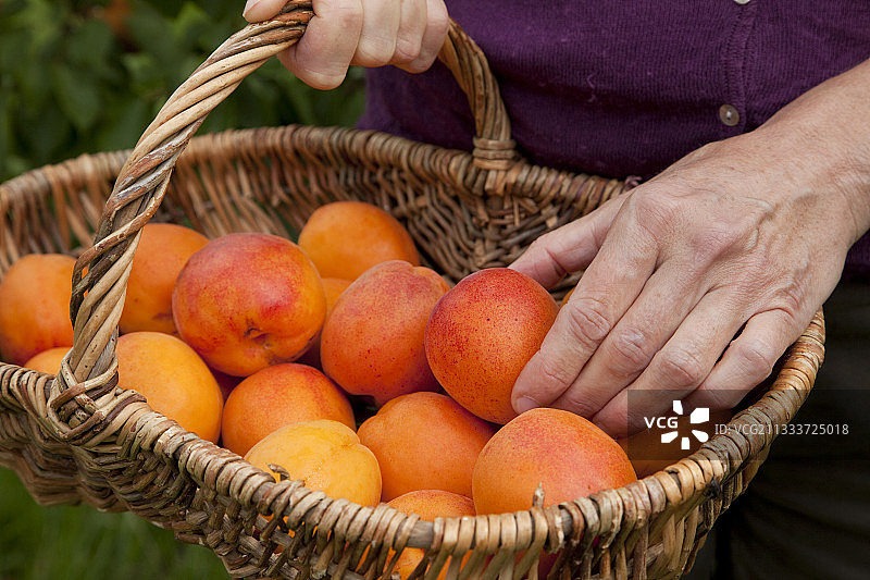 花园里杏子的收获图片素材