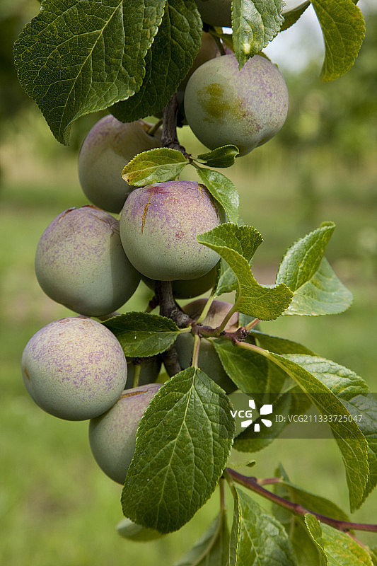 花园里结果的‘Reine Claude Doree’李子树图片素材