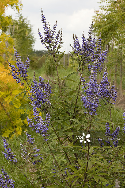 花园里盛开的淡紫色牡荆图片素材