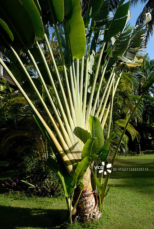 花园里的旅人蕉图片素材