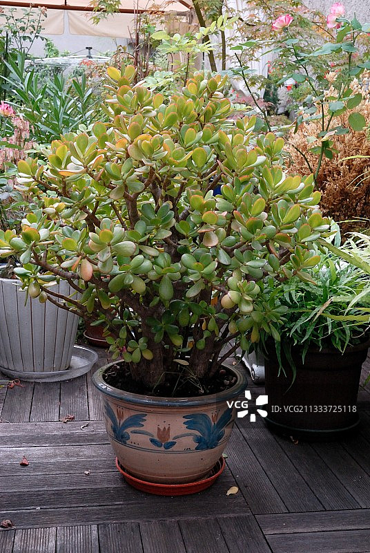 花园露台上盆栽青锁龙图片素材