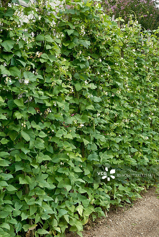 花园里盛开的攀缘绿豆图片素材