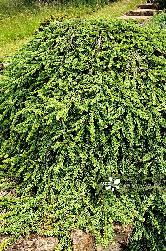 花园里的“Reflexa”云杉图片素材