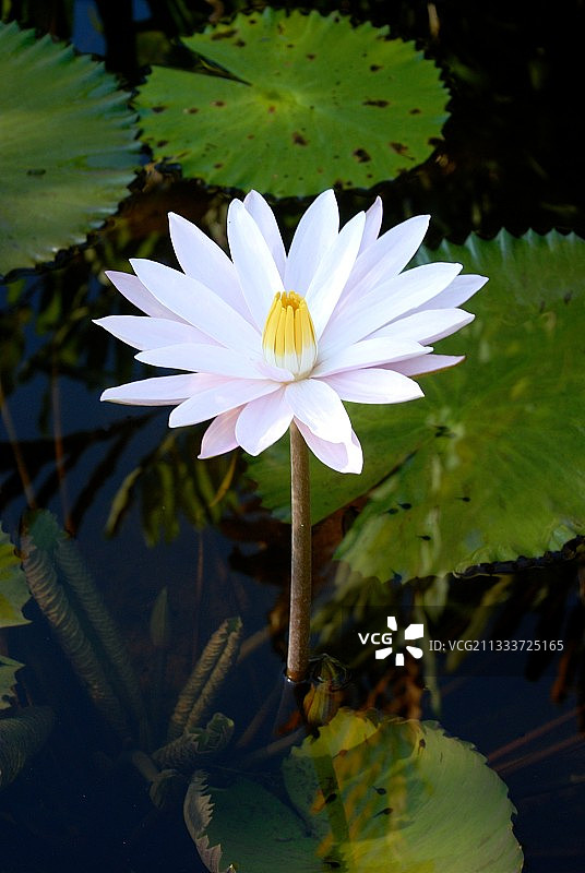 花园里盛开的蓝色莲花图片素材