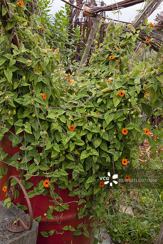 花园中盛开的黑眼苏珊藤图片素材