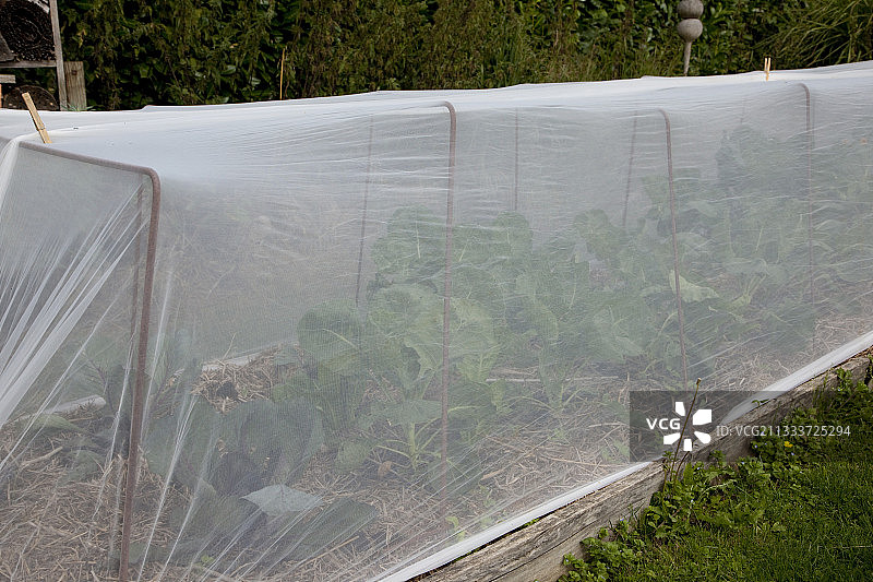 有机厨房菜园里卷心菜上的面纱图片素材