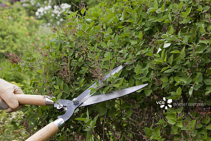 花园里淡紫色‘Josee’丁香花的切枝图片素材