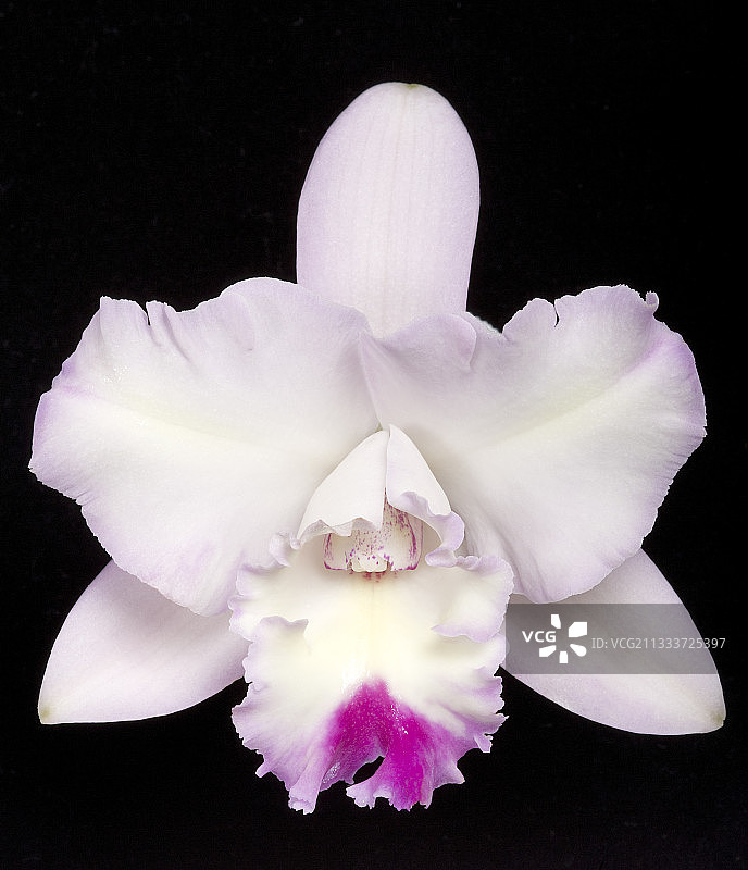 来自中美洲和南美洲的本地人图片素材