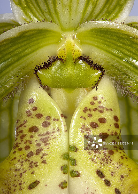 热带亚洲原生物种图片素材