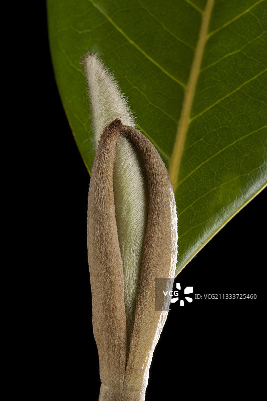 黑色背景下的南方玉兰花蕾图片素材