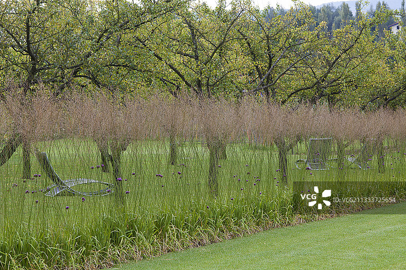芦苇亚种图片素材