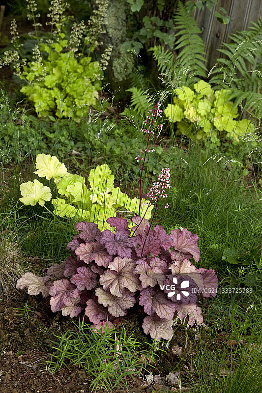 花园里的珊瑚钟图片素材