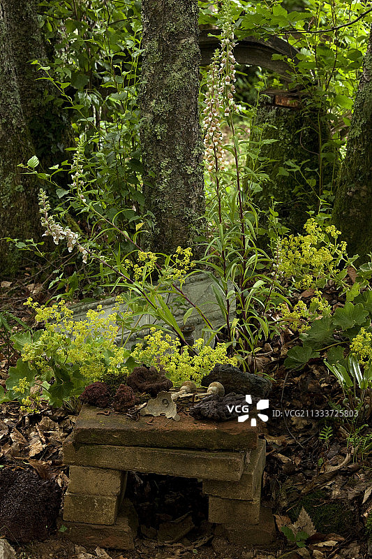 花园中盛开的毛地黄和高山斗篷草图片素材