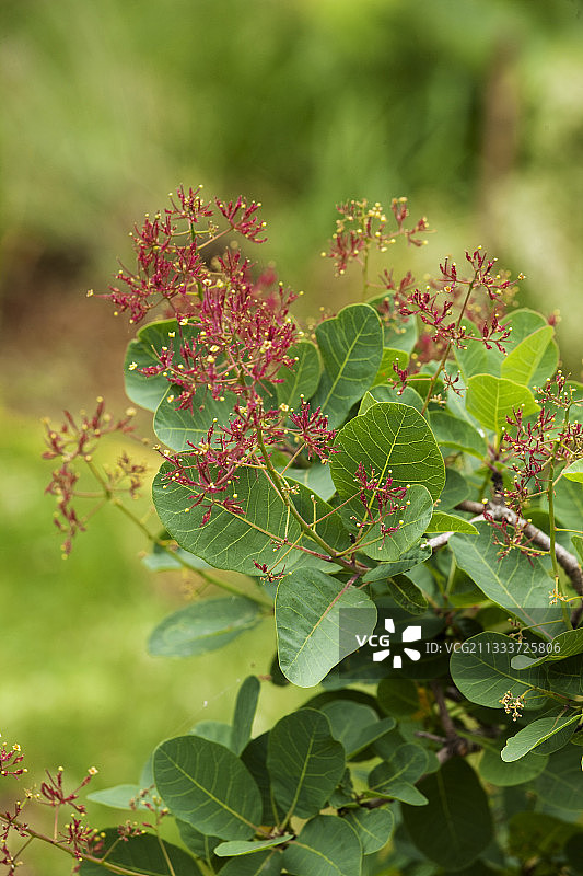 花园里盛开的欧洲黄栌“Young lady”图片素材