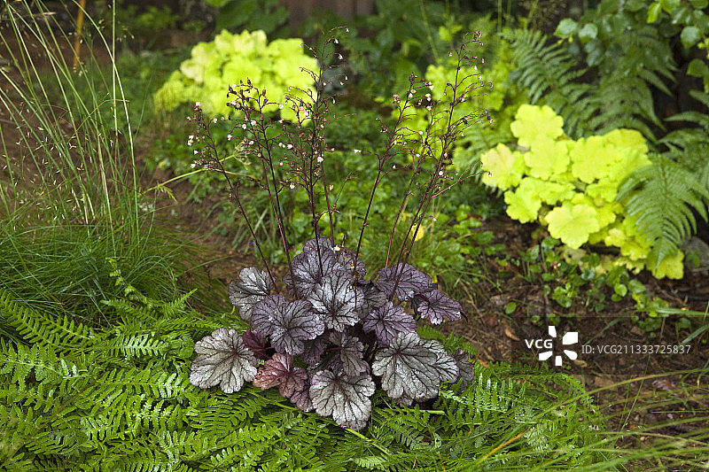 花园中的矾根‘上海’和蕨叶覆盖物图片素材