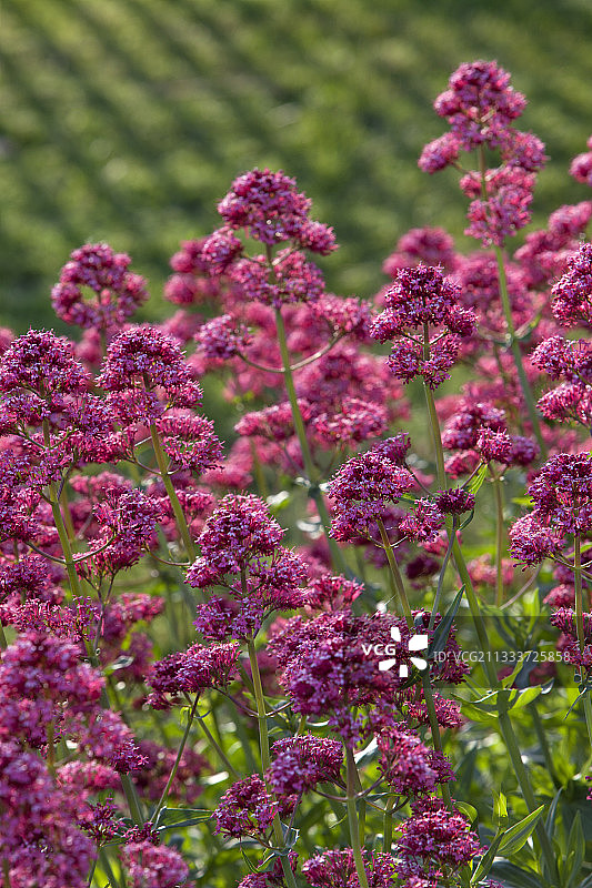 法国普罗旺斯的红色缬草花图片素材