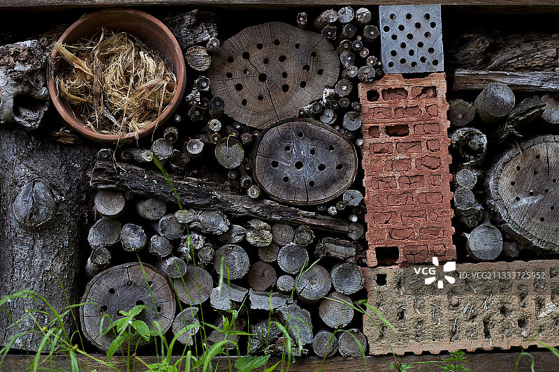 花园里的膜翅目昆虫图片素材