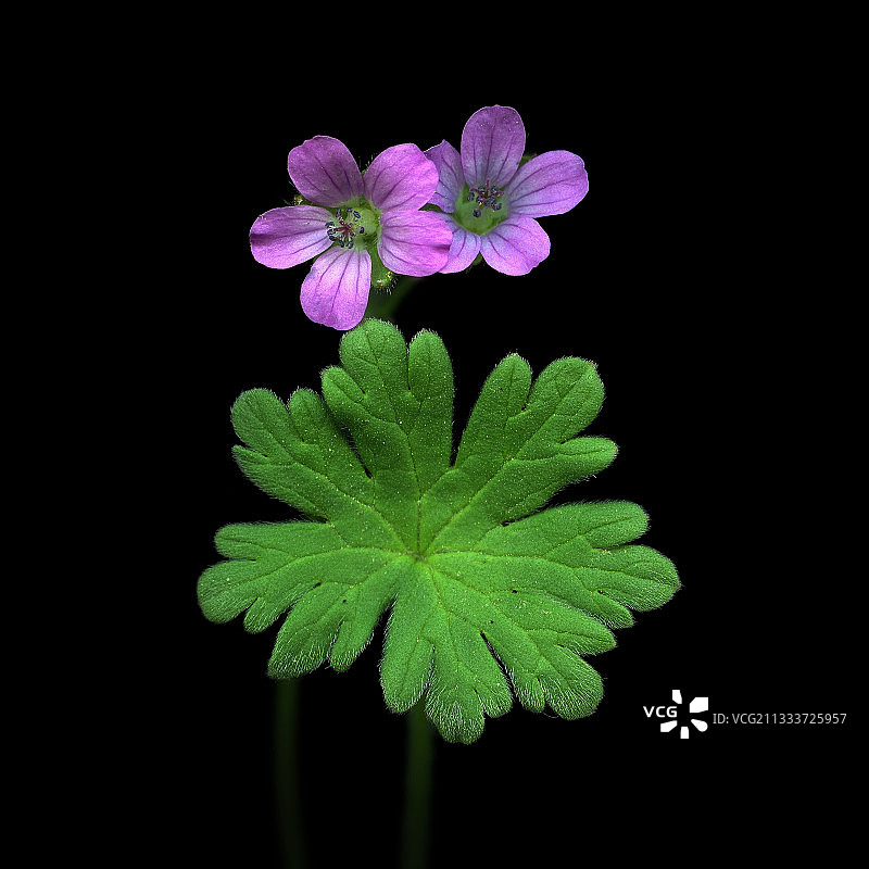 黑色背景下的普罗旺斯春花图片素材