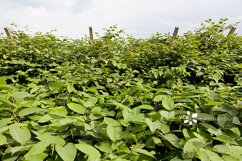 入侵围栏的日本虎杖图片素材