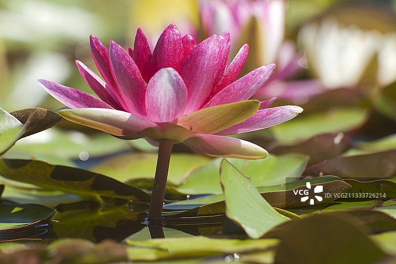 法国花园池塘里的园艺百合花图片素材
