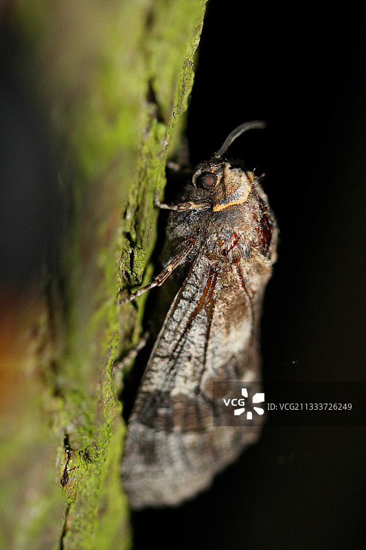 树皮上的山羊蛾，法国图片素材