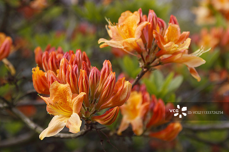 巴黎花卉公园的橙色杜鹃花图片素材