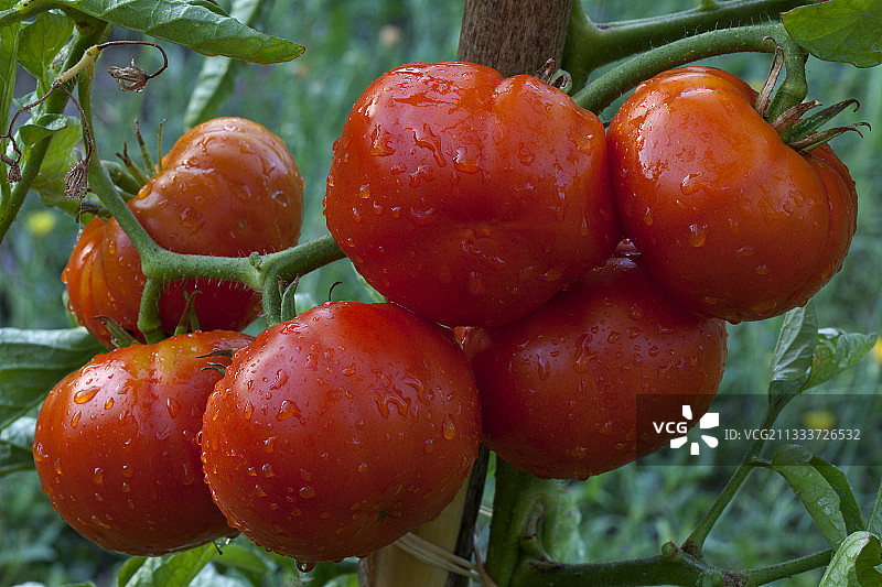 法国普罗旺斯有机蔬菜园里的一串西红柿图片素材