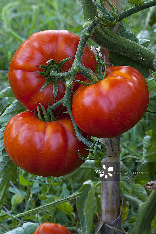 法国普罗旺斯有机蔬菜园里的一串西红柿图片素材