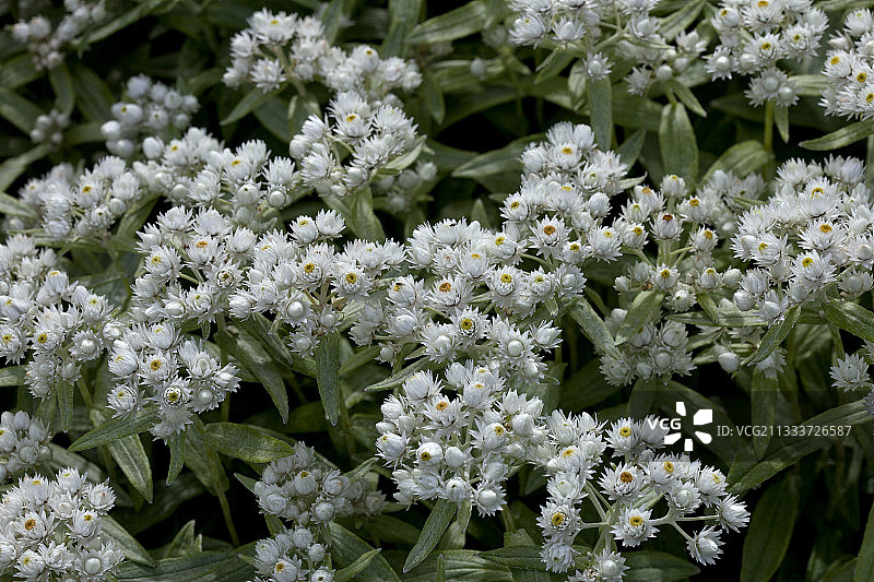 英国苏格兰克雷斯城堡蜡菊花园图片素材