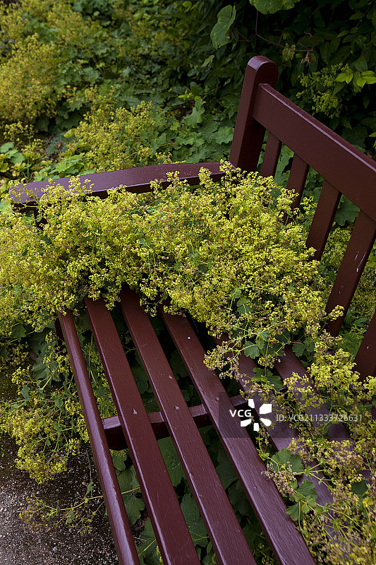 苏格兰克拉西斯城堡花园的羽衣草和长椅图片素材