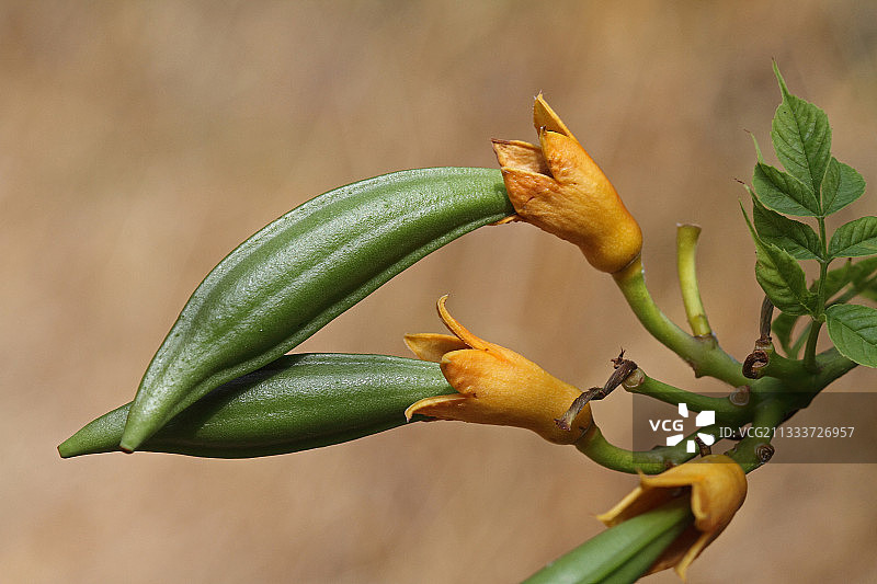法国普罗旺斯有机花园里的凌霄花荚图片素材